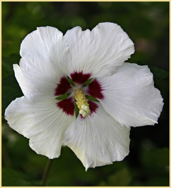 WHITE HIBISCUS