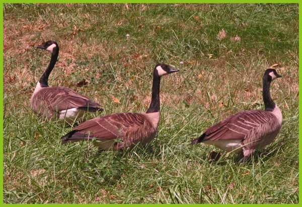 GAGGLE OF GEESE