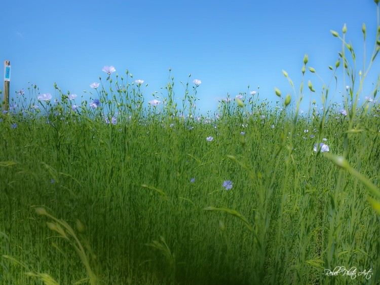 NATURE PASTEL
