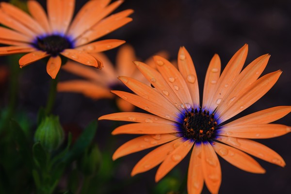 Orange Symphony Pair