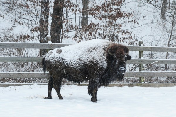American Bison 