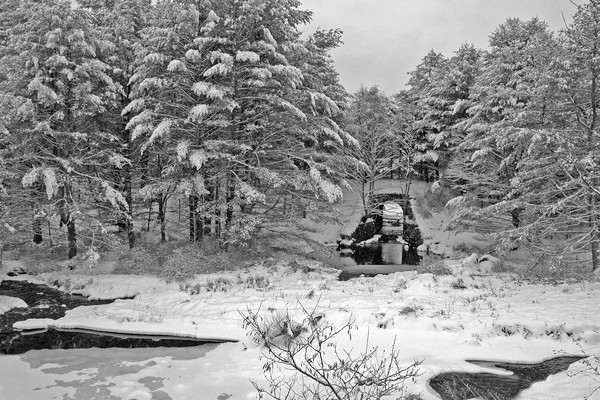 Winters Beauty #1
