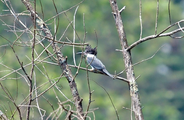 Belted Kingfisher