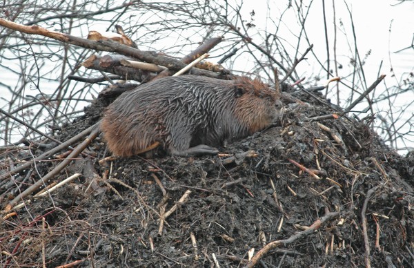 North American Beaver