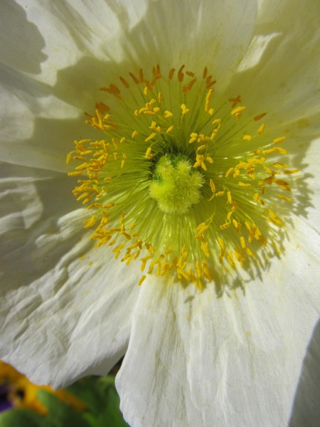 White Poppy