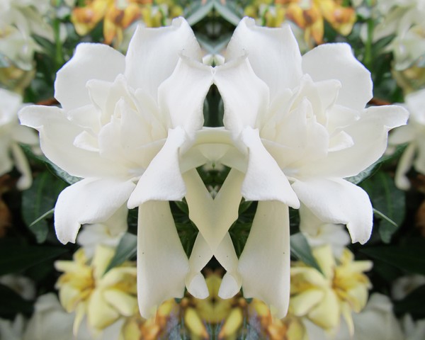 Gardenia