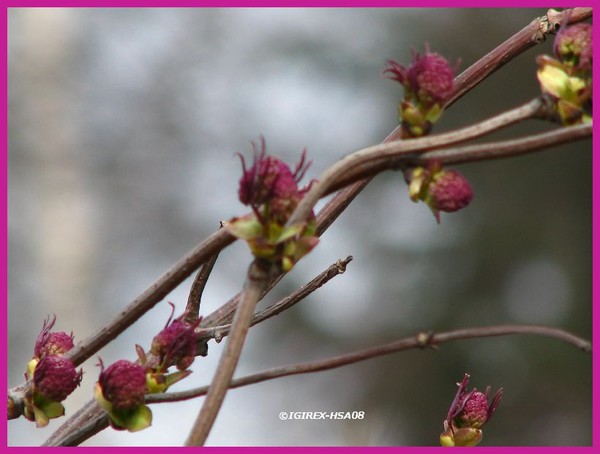 2008 spring nature