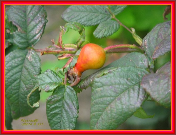 Septemberbliss2008-