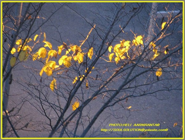 ..fall lights..