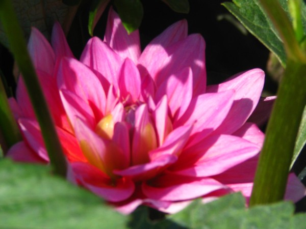 compassionate light(-pink floral)