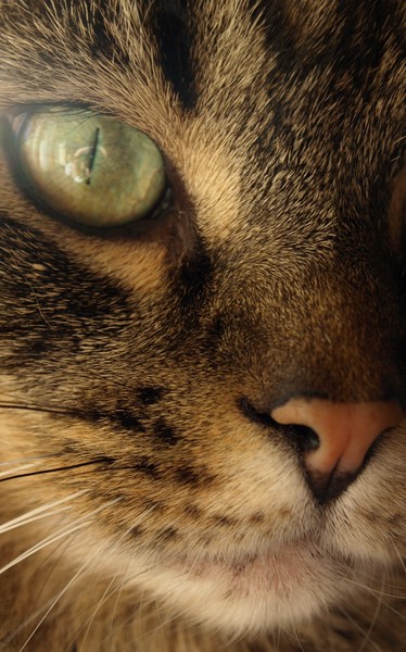 Intense Stare