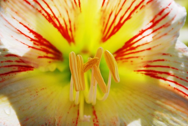 Amarillo2