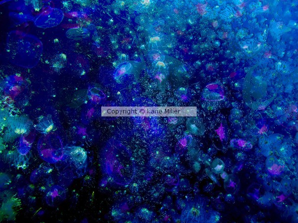 jellyfish 2