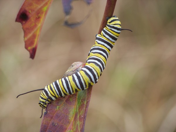 Caterpillar