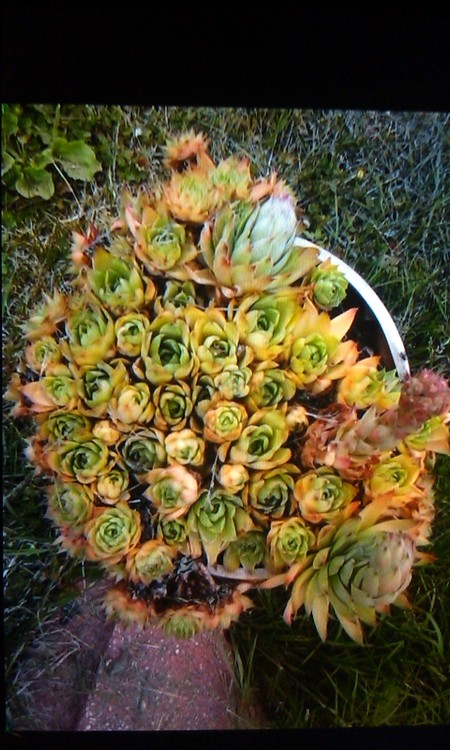 green flowers