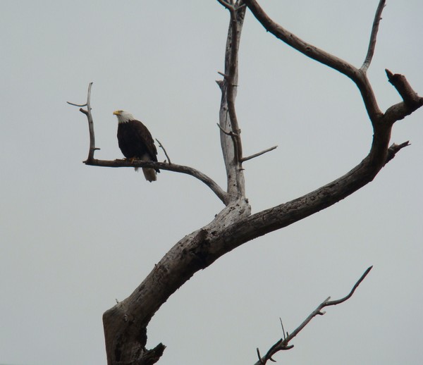Our Local Eagle