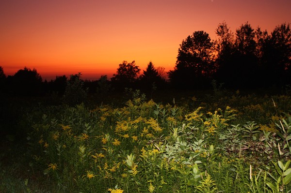 *SMILES OF NATURE*