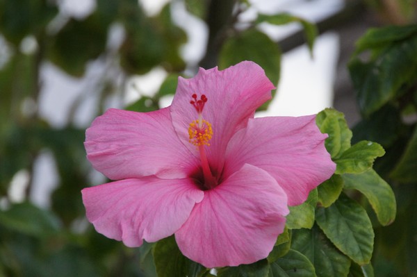 Winter Bloom 12/19/2011