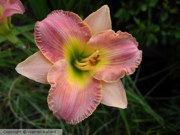lily 7/21/2013
