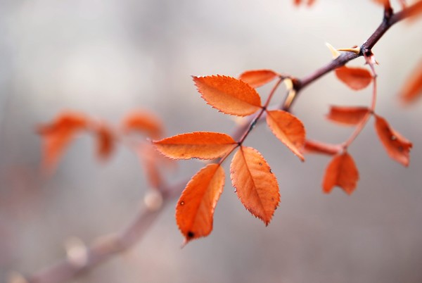 Fall Leaves