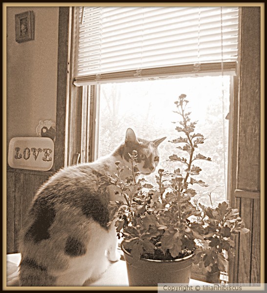Calico and Mums