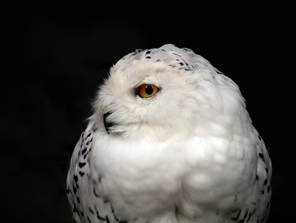Snowy Owl