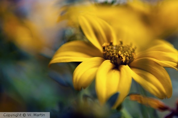 Abstract Flowers