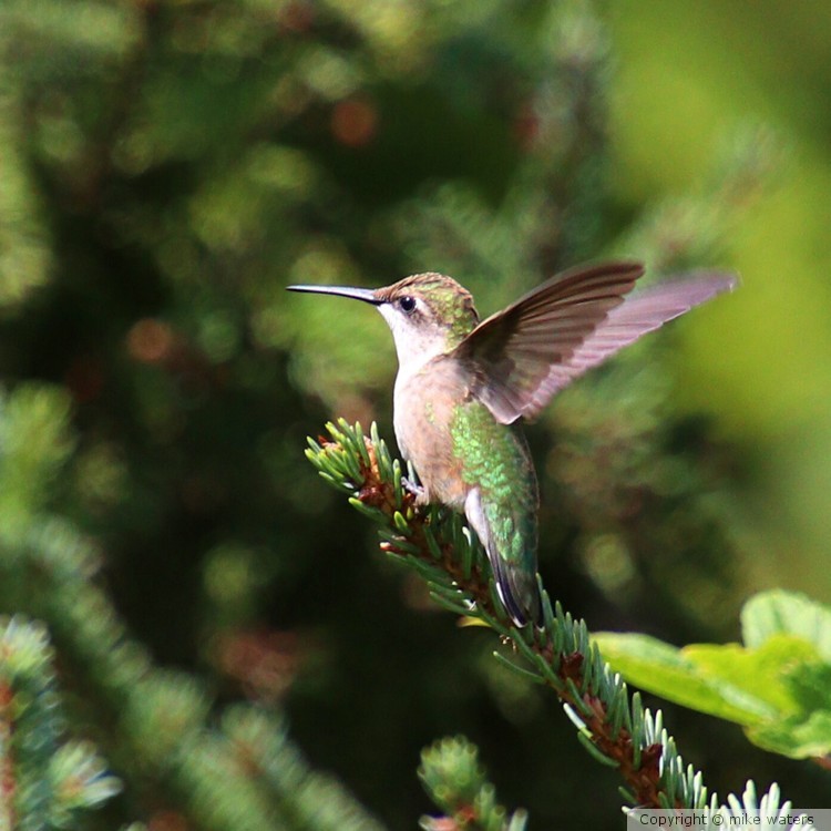 Humming bird