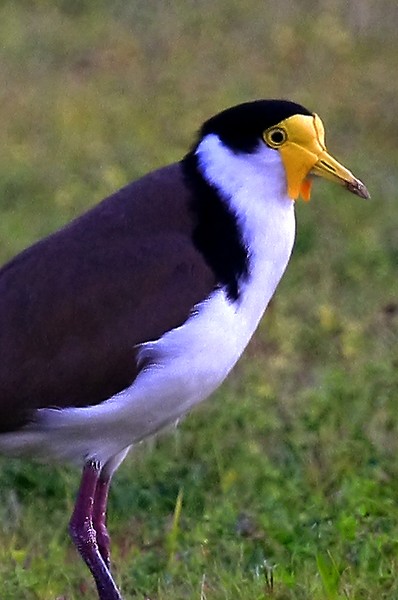 Masked Lapwing 