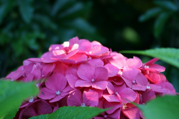 Pink Hortensia in Erik's garden