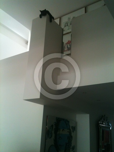 lonley cat!