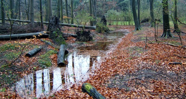 Wilderness