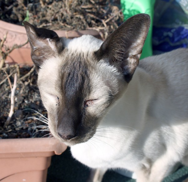 Lex in the sun