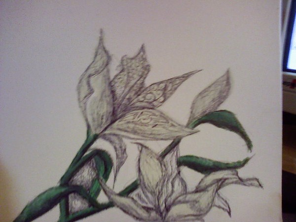 Funky lily