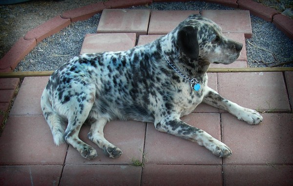 Blue Boy