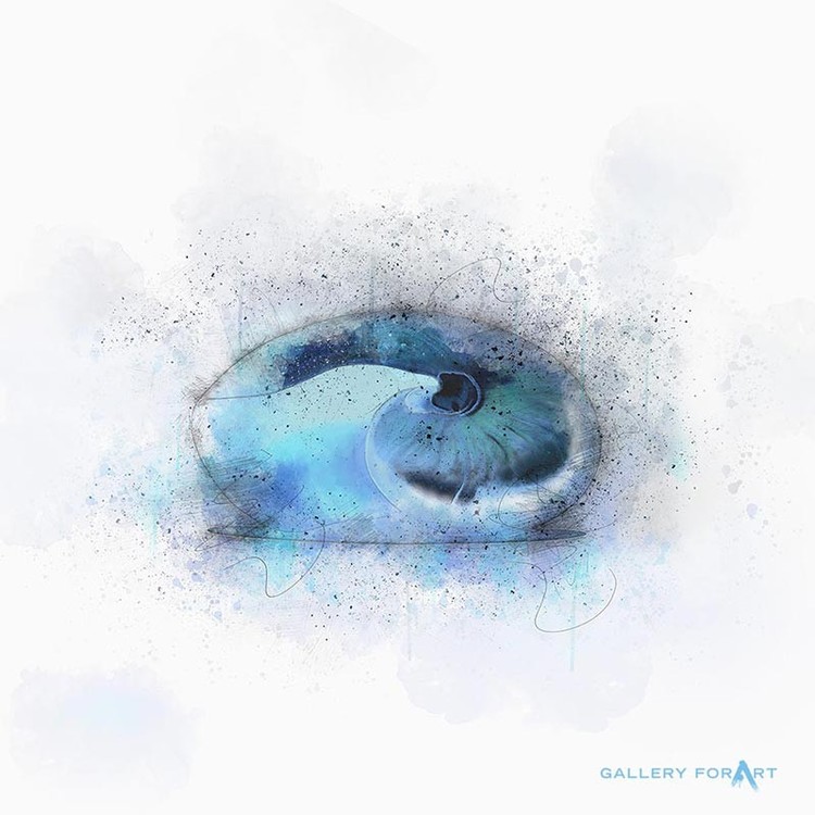 SHELL BLUE-WHITE NAUTILUS