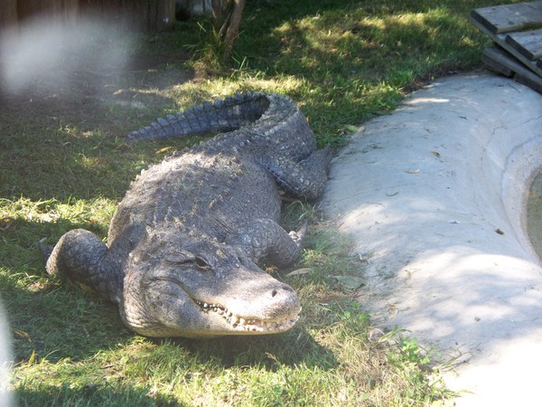 Alligator