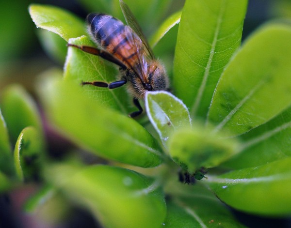 Bee