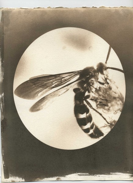 Bee of Peace