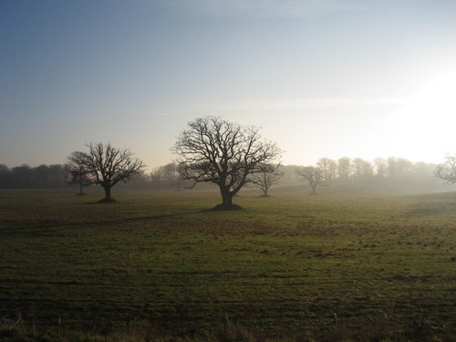 Trees