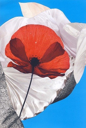 Poppy in the air