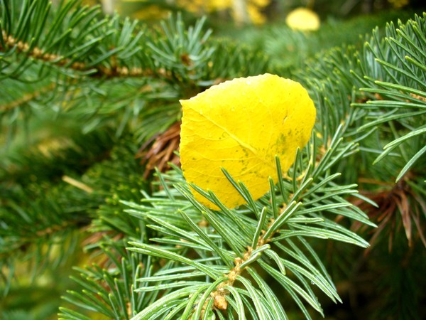 Aspen Leaf