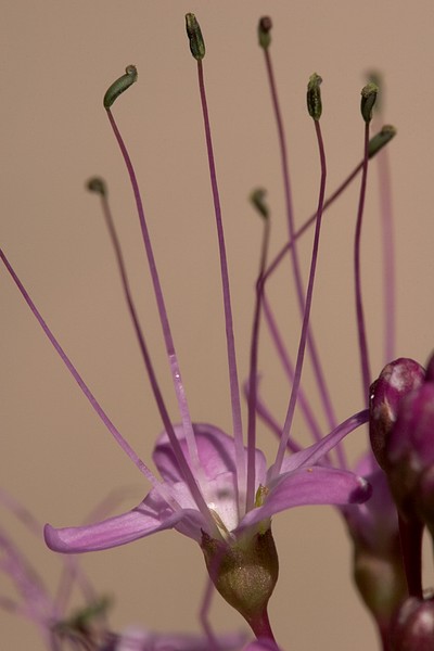 Flower close-up