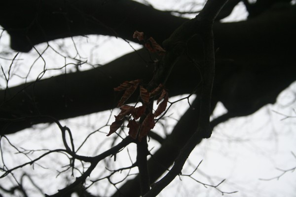 Last Leaves