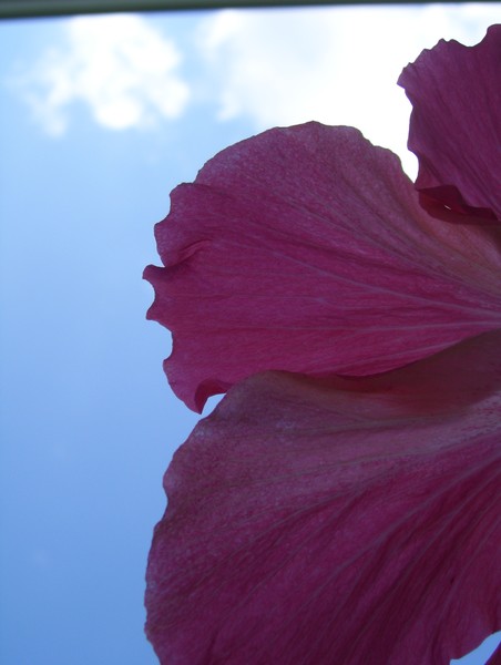 hibiscus 3