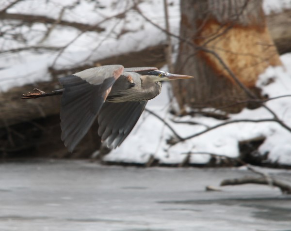 Great Blue Heron in Flight