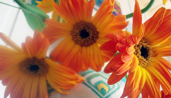 sunflowers 