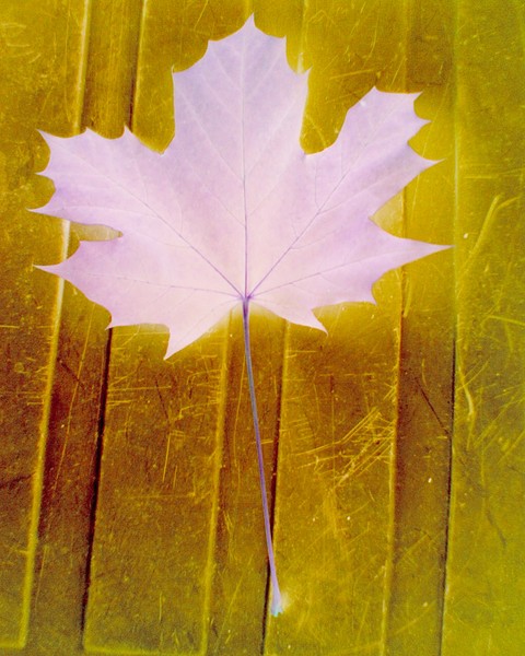 The Maple Collection 3