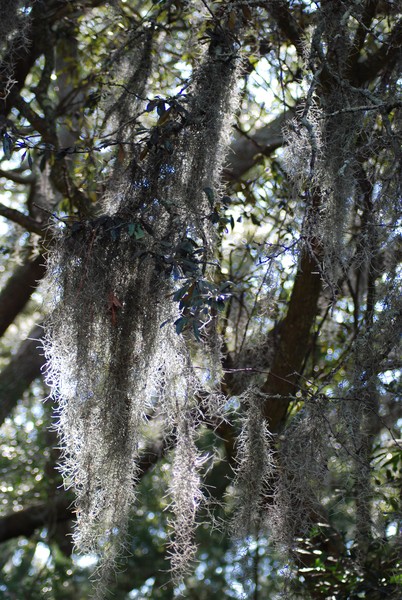 Spanish Moss