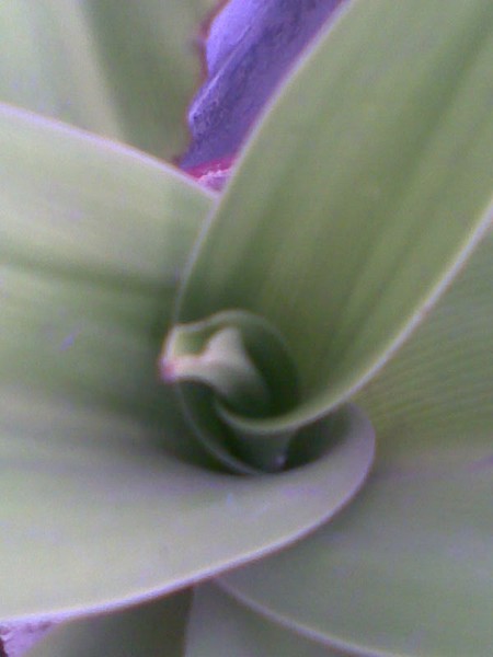 Waiting For A Flower